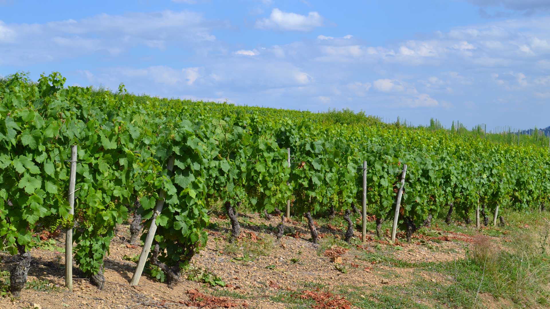 Our Domain Vines & terroirs