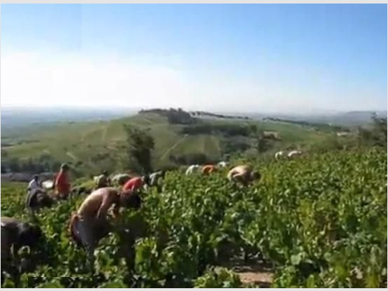 Vidéo - Septembre 2011 : Les Vendanges