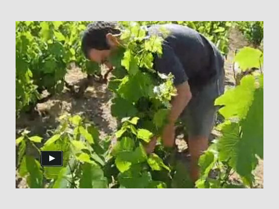 Video : May 2011 - Tying up, flowering, and vine replacement