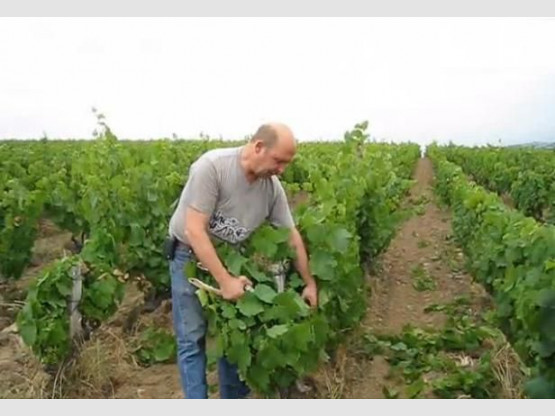 Video : June 2011 - Tying up, trimming, and the grapes growth