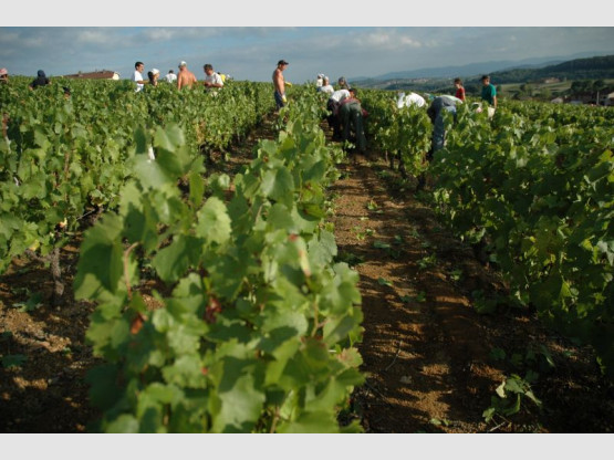 RESTRUCTURATION DU VIGNOBLE 10 HECTARES SUR 3 ANS