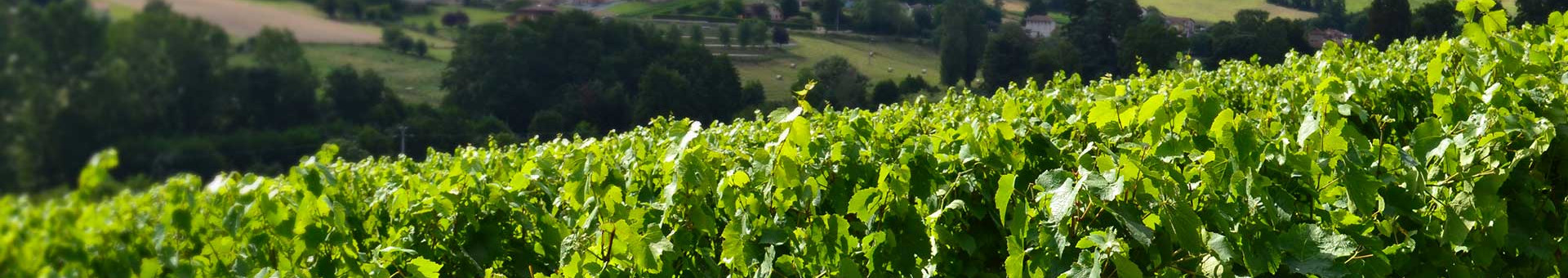 Préparatifs vendanges au JT de 13 H de TF1