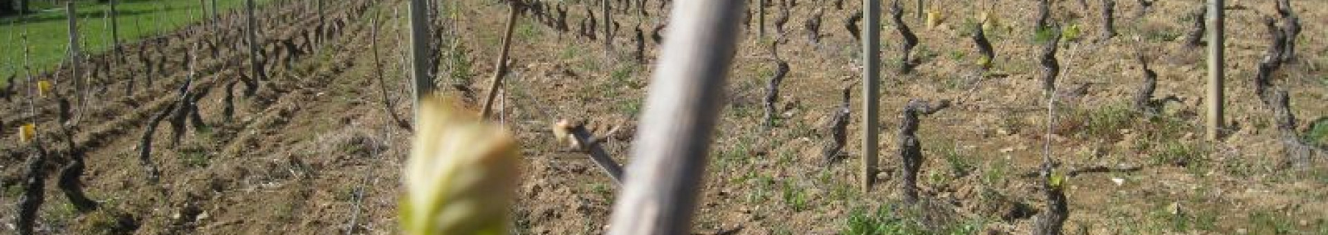 Domaine du Vissoux : Vines at April 19, 2012