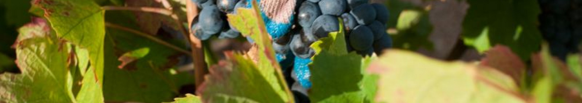 2009 grape harvest