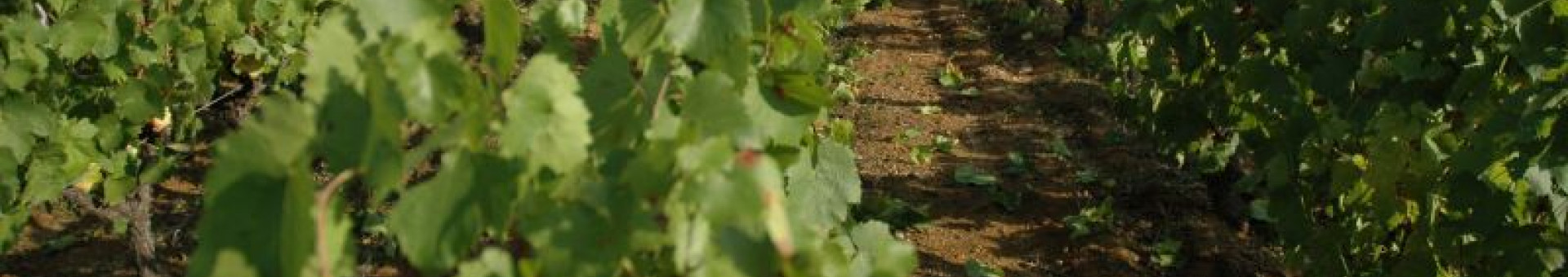 RESTRUCTURATION DU VIGNOBLE 10 HECTARES SUR 3 ANS