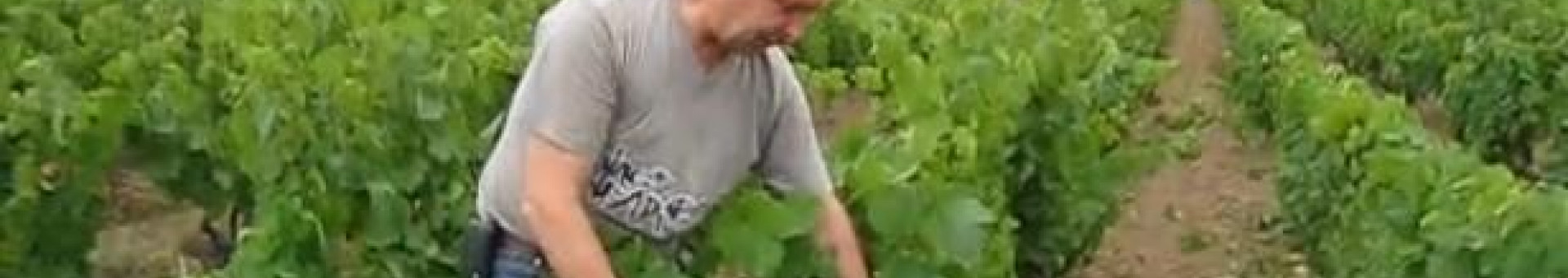 Video : June 2011 - Tying up, trimming, and the grapes growth