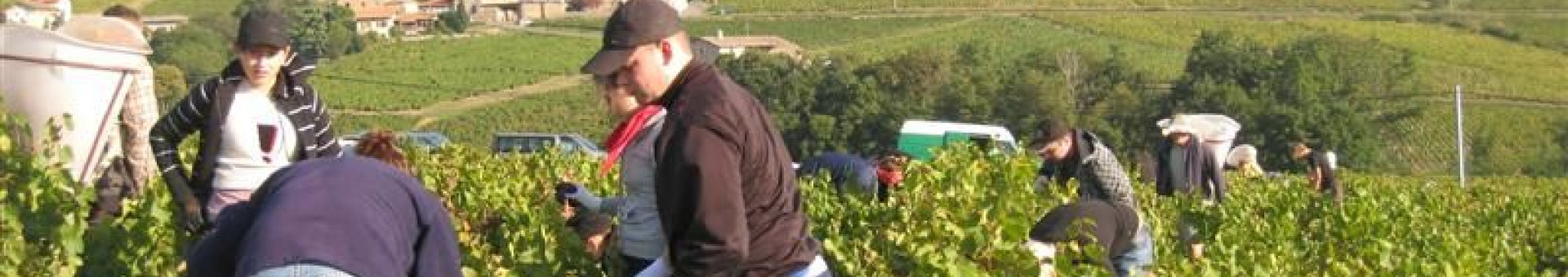 The grape harvest in Brouilly, at our Pierreux vineyard - September 20th 2010