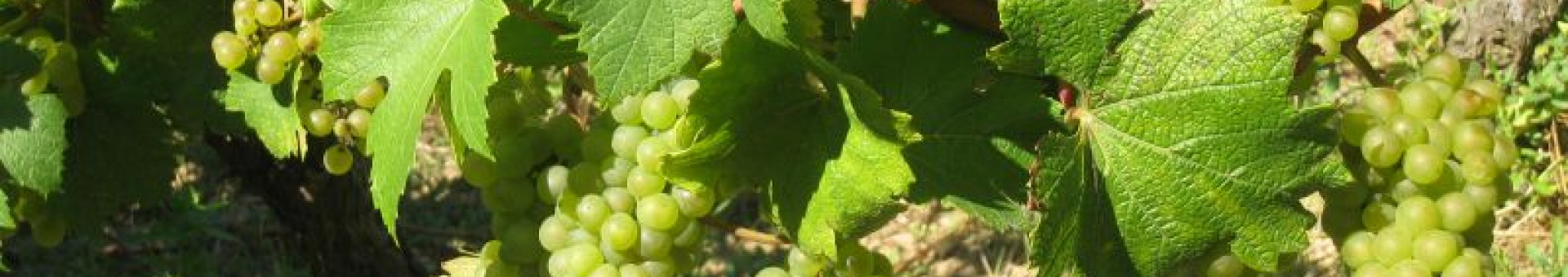 Harvest Chardonnay for sparkling : 23 / 24 / 25 September