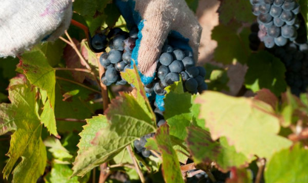 2009 grape harvest