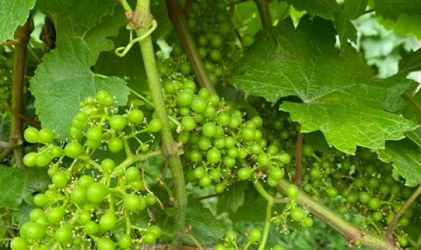 LA VIGNE EVOLUE VITE.