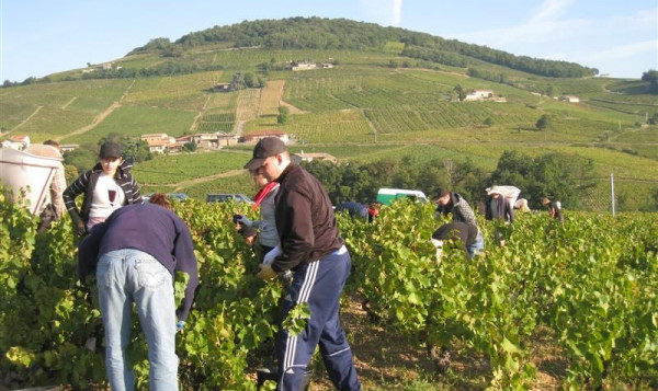 The grape harvest in Brouilly, at our Pierreux vineyard - September 20th 2010