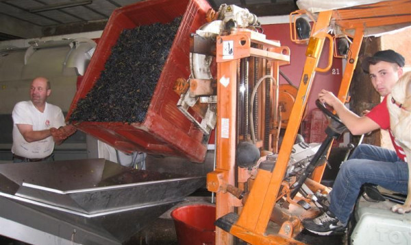 Unloading the grapes at the vatroom in Saint-Vérand on 23rd September 2010