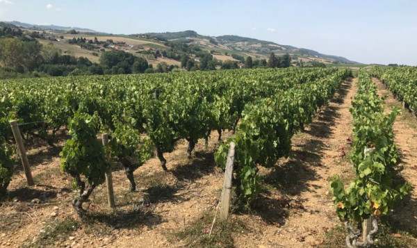 HARVESTS : THE GAMAY CONTINUES RIPENING