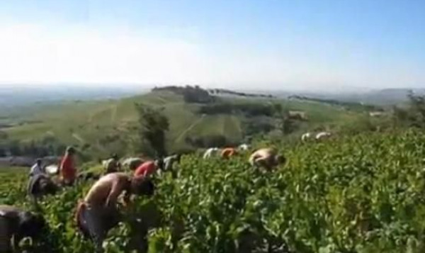 Vidéo - Septembre 2011 : Les Vendanges