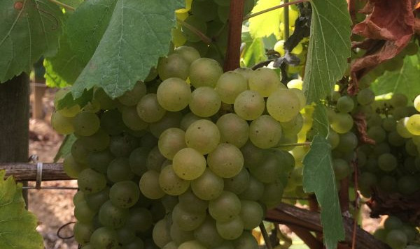 VENDANGES 2016 du 17 septembre au 7 octobre