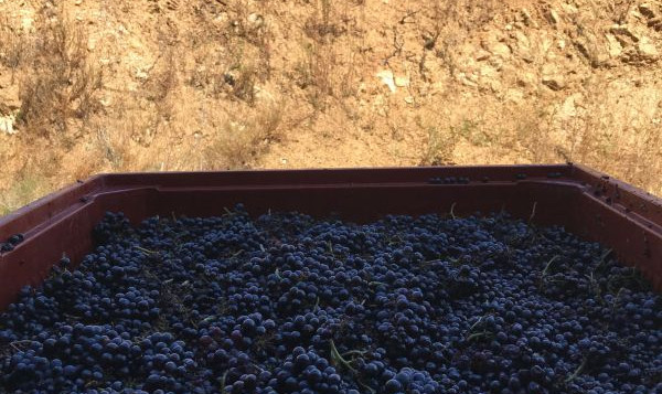 Harvest 2018 : Gamay