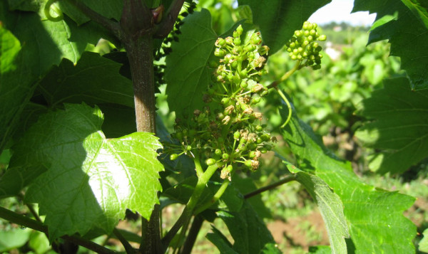 La fleur de vigne en Beaujolais