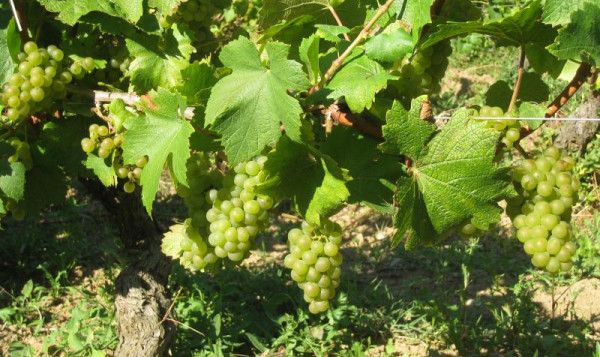 Harvest Chardonnay for sparkling : 23 / 24 / 25 September