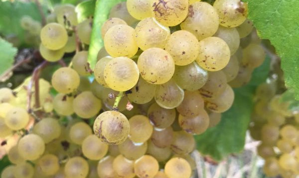 Harvest 2018 : Chardonnay