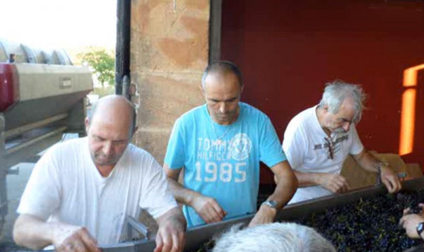 VIDEO : Les vendanges 2014