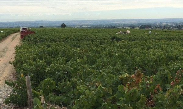 Vendanges : Brouilly