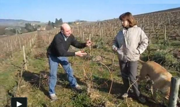 Video : March 2011 - Pruning at Domaine du Vissoux