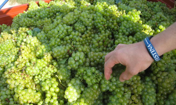 10 septembre 2012 : le début des vendanges