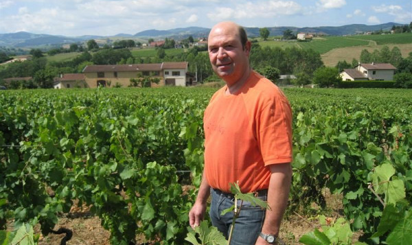 Les vignes en juillet au Vissoux.