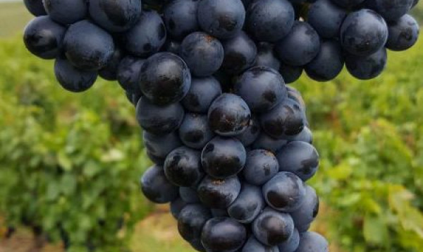 VENDANGES 2017 : Beaujolais du 1er au 21 Septembre