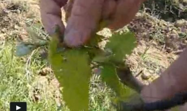 Video : April 2011 - The vines in April