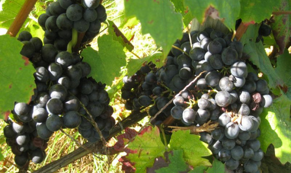 VENDANGES 2014