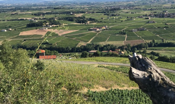 Harvest 2018 : Brouilly