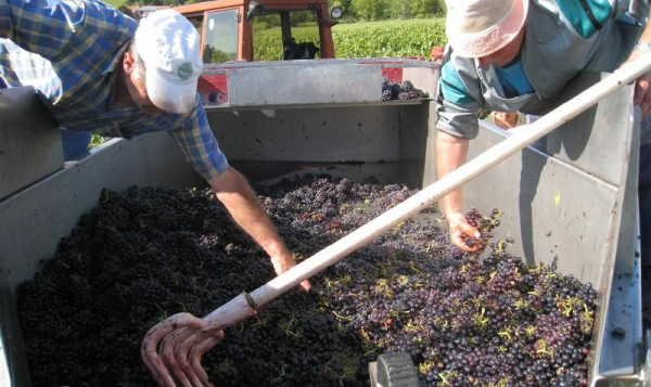 The grape harvest in Saint-Vérand – from 30th September to 6th October