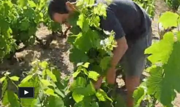 Video : May 2011 - Tying up, flowering, and vine replacement