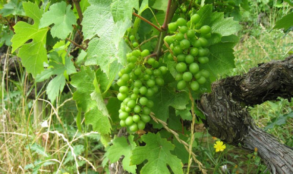 La Vigne au mois de Juillet 2013