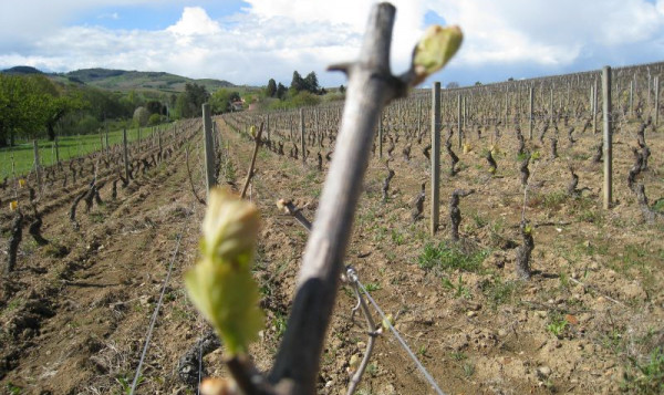 Domaine du Vissoux : La vigne au 19 avril 2012