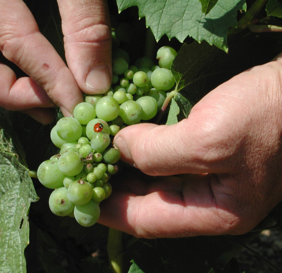 Certification HVE3 Les actions pour l’environnement
